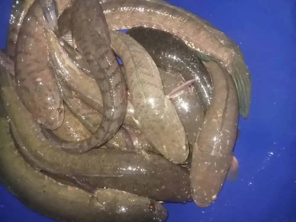 Ikan gabus frozen