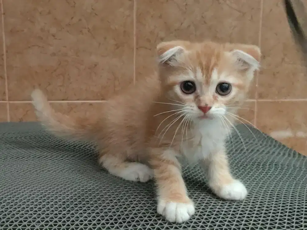 Kitten Scottish fold betina