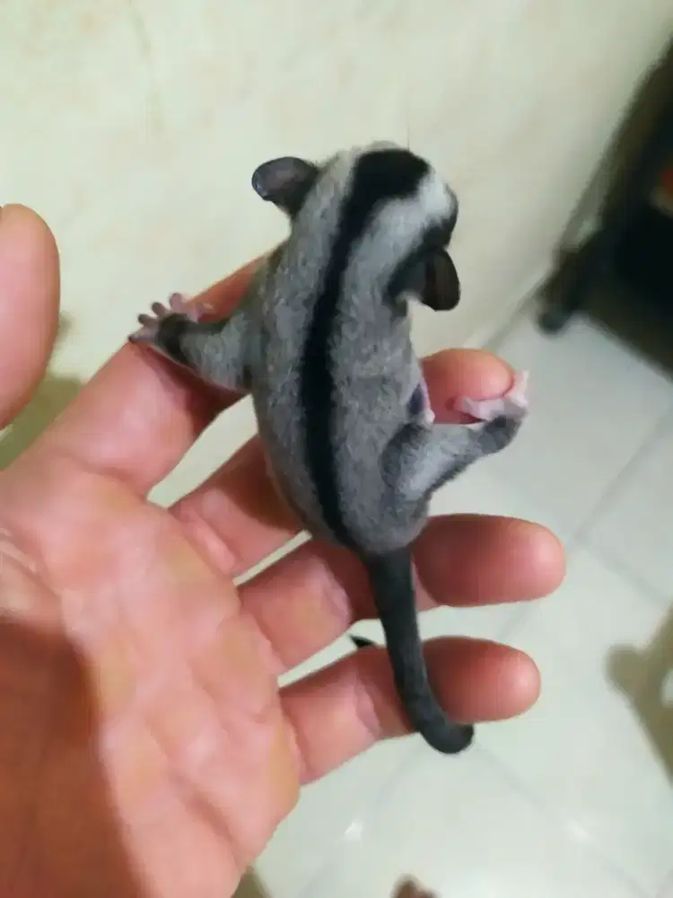 SUGAR GLIDER CLASSIC GREY BETINA 1,5 BULAN (COD JABODETABEK)
