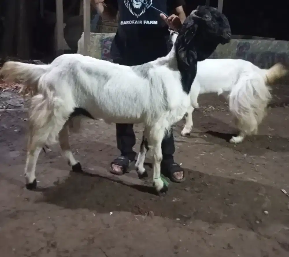 Dijual Kambing PE