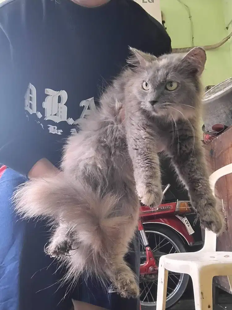 Kucing Anggora Gray, Brown