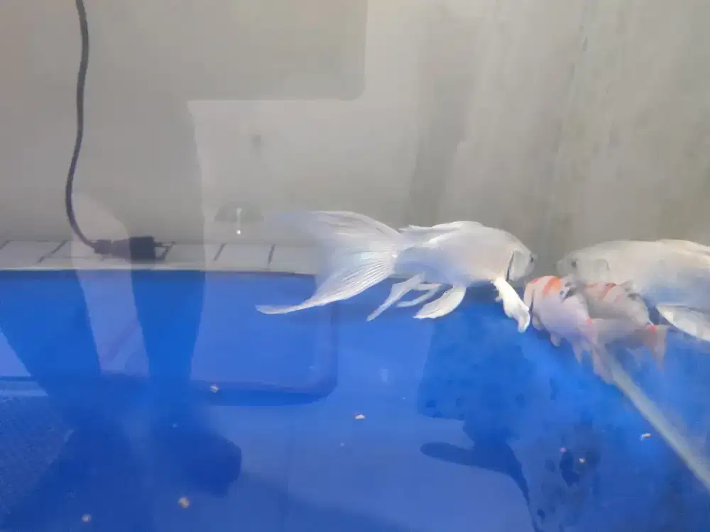 IKAN KOI SLAYER + BIASA