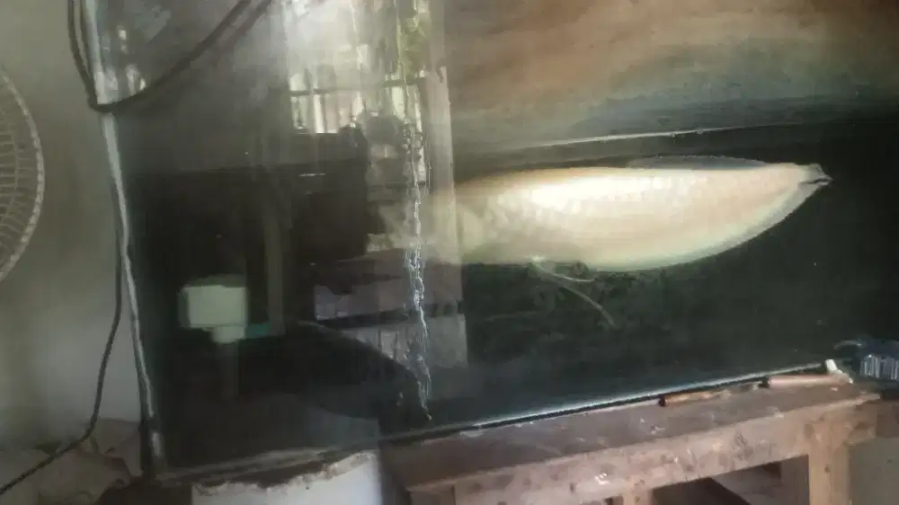 ARWANA SILVER ALBINO