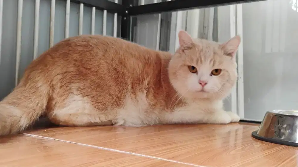 british shorthair bsh jantan 1 tahun 5 bulan cream bicolor