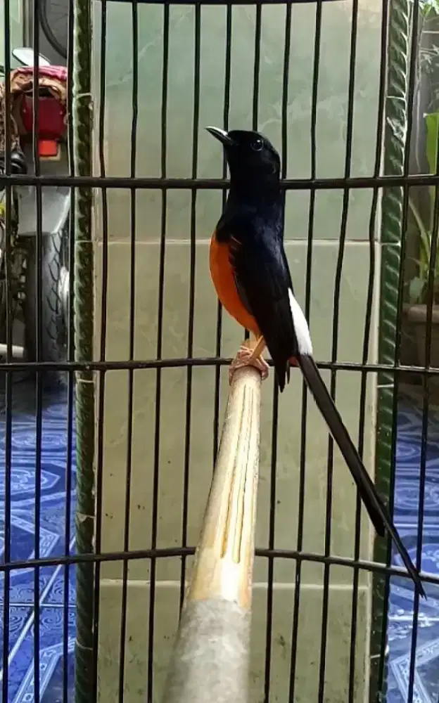 Burung g murai gacor