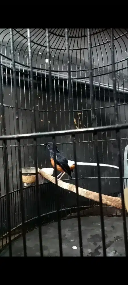 Burung murai blorok gacor