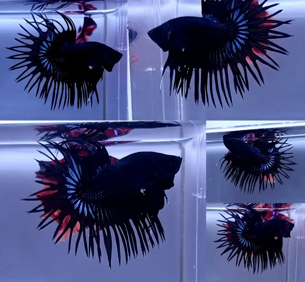 ikan cupang ct black orchid