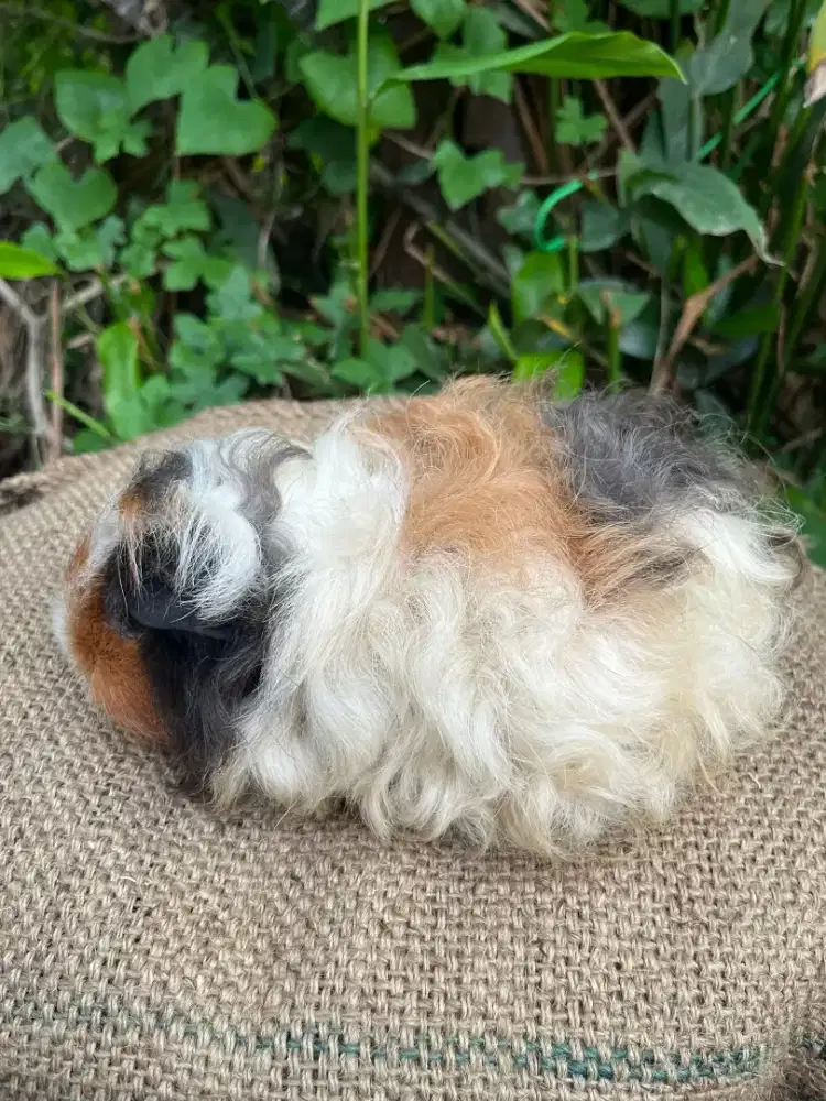 Marmut / guinea pig texel