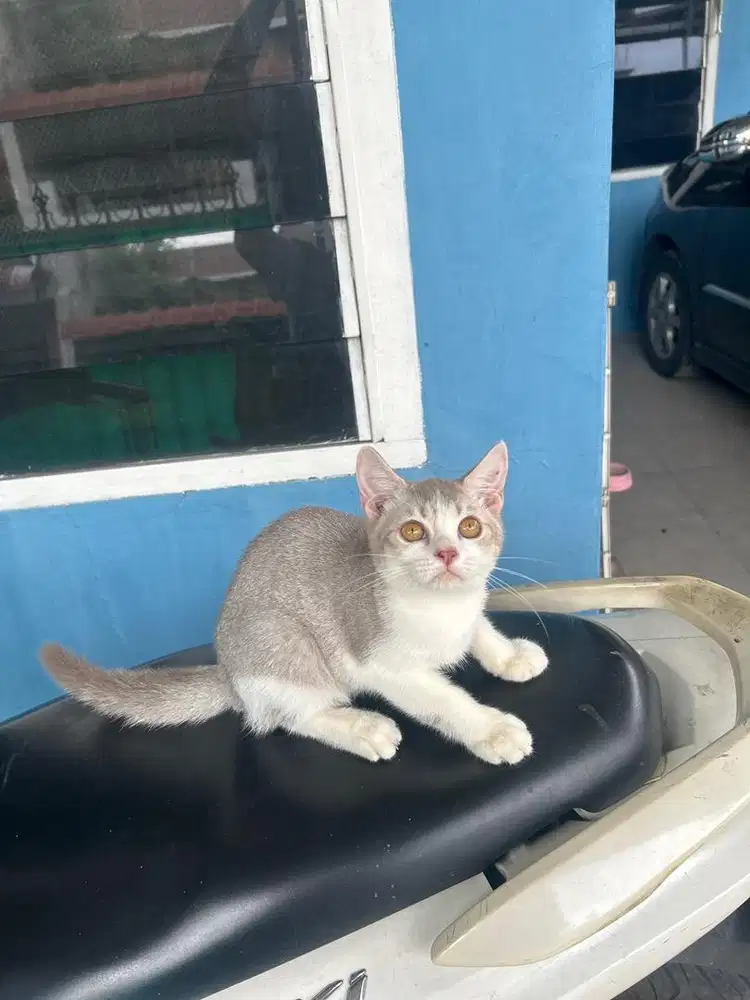 Bsh becoulor fawn