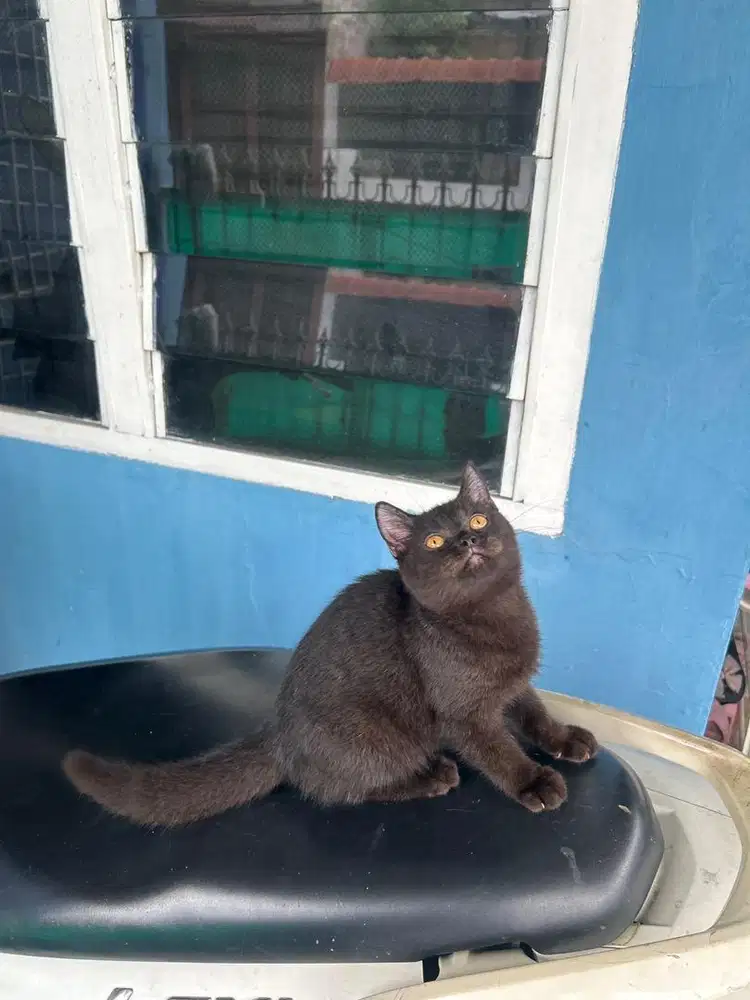Bsh choco jantan