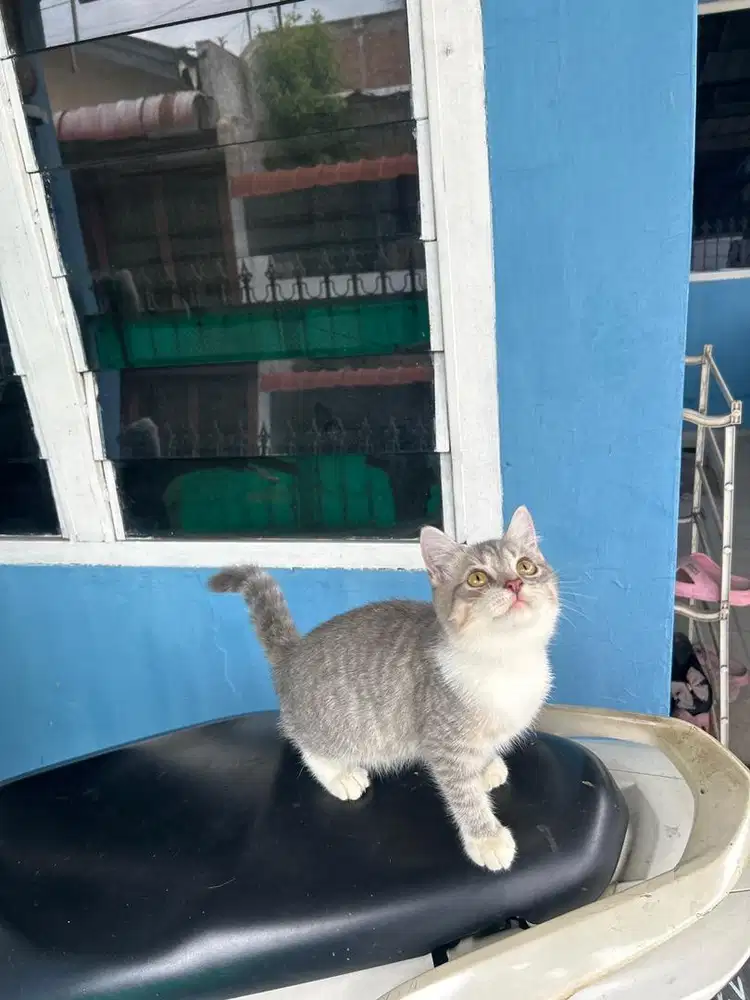 Bsh becoulur jantan