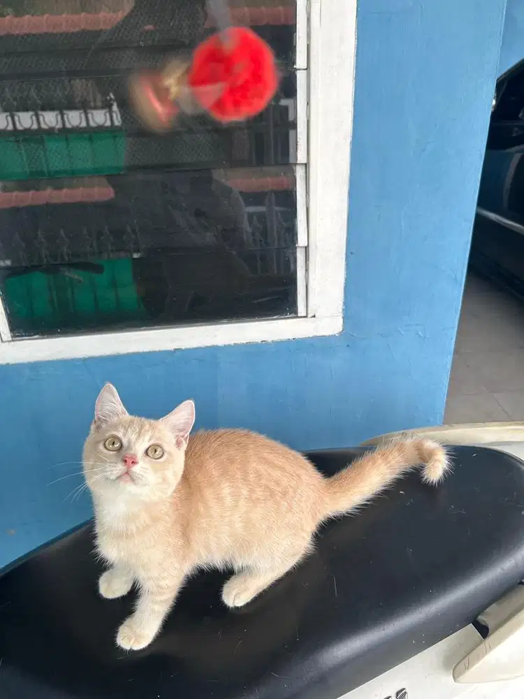 Bsh golden cream