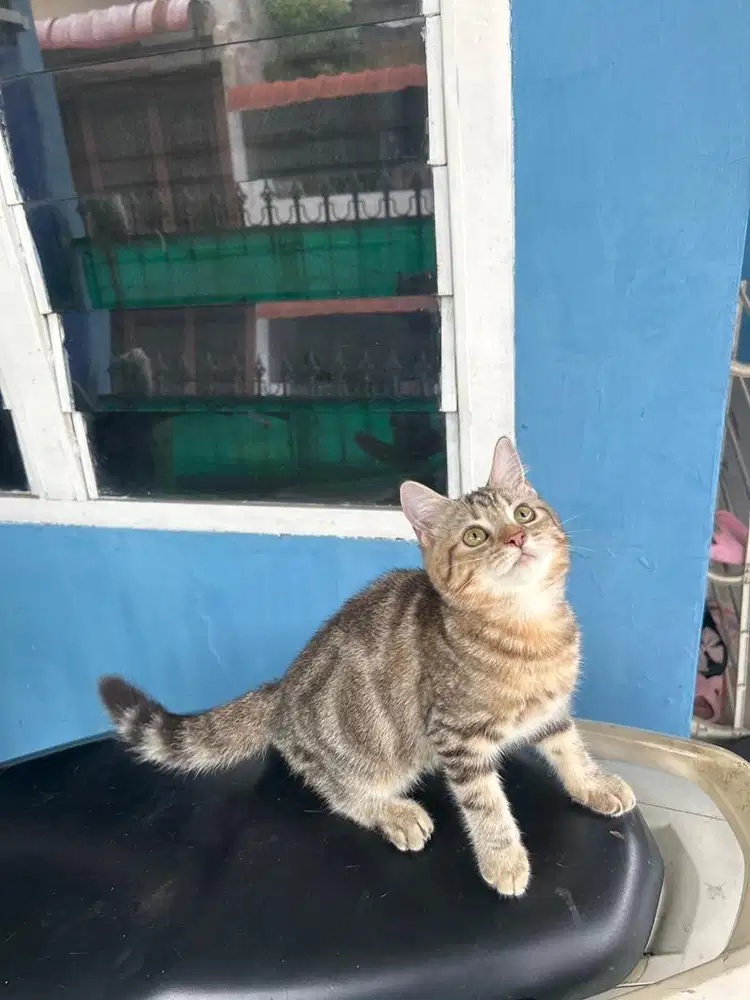 American shorthair