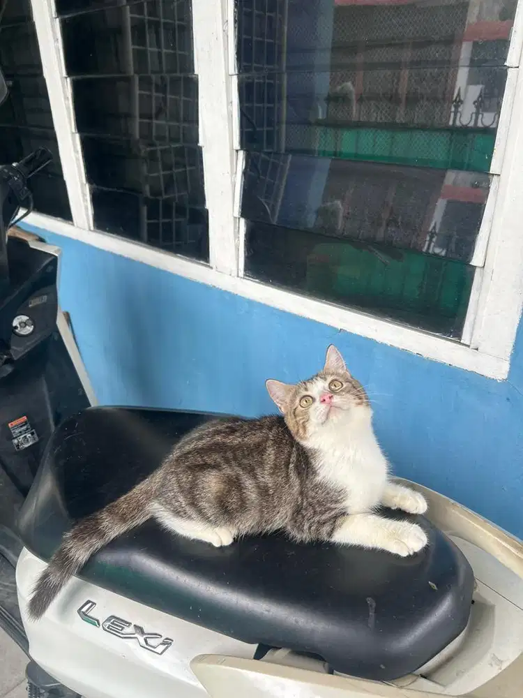 American shorthair