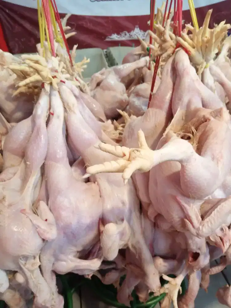 Jual ayam potong
