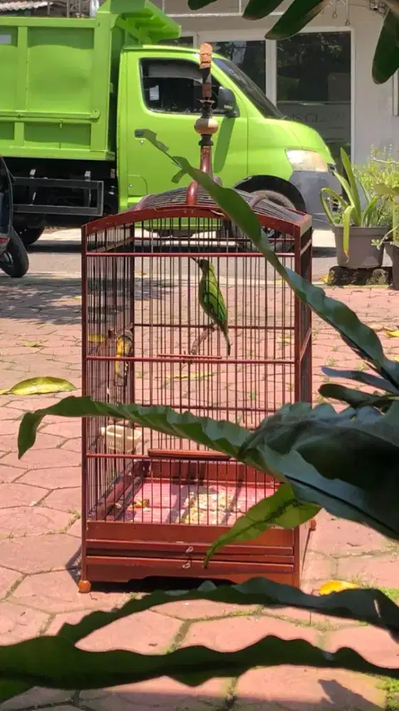 Burung green fulset