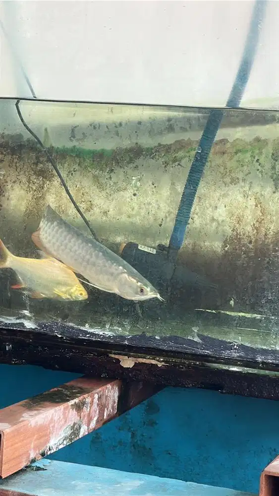 Ikan arwana silangan golden red dan super red