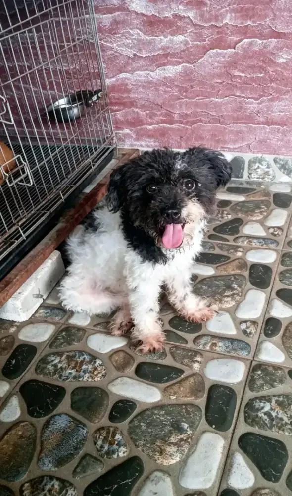 Adopsi anjing mix dan lokal