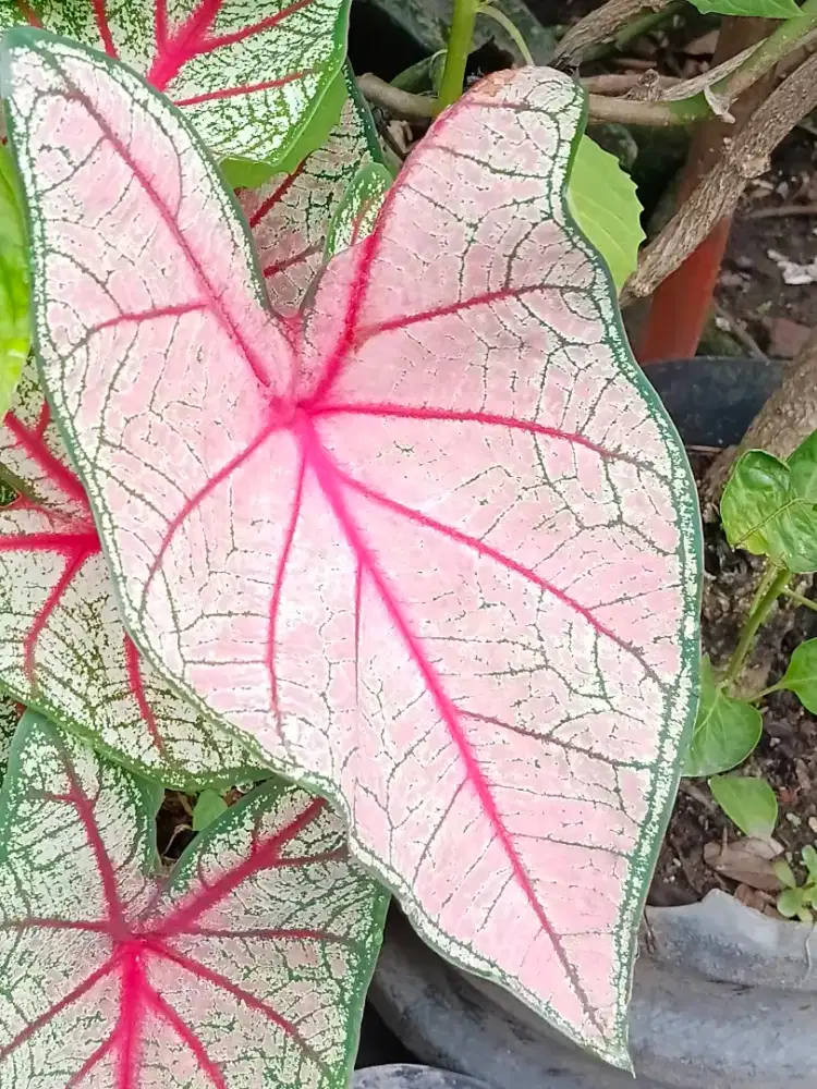 bambu air dan anglonema keladi putih  untuk di rumah