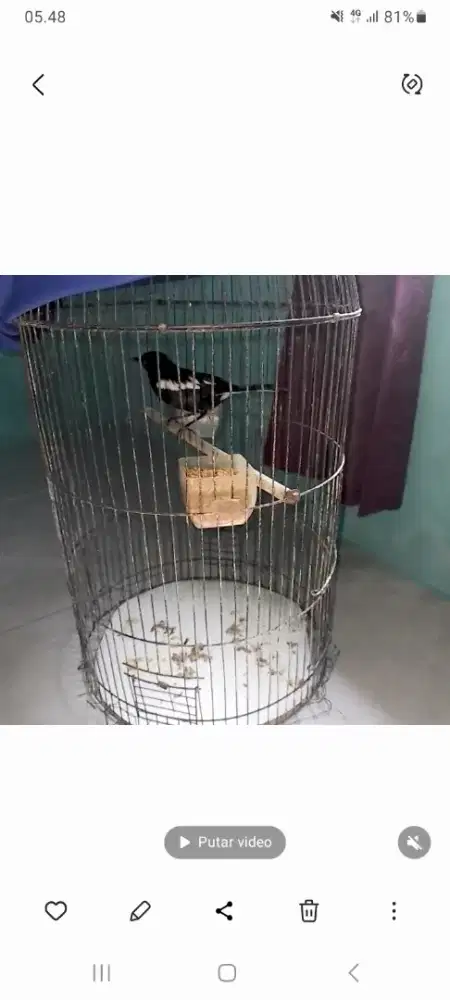 Kc jatim / dada hitam udah ngepur spek geriwik nembak tuker muray ajah