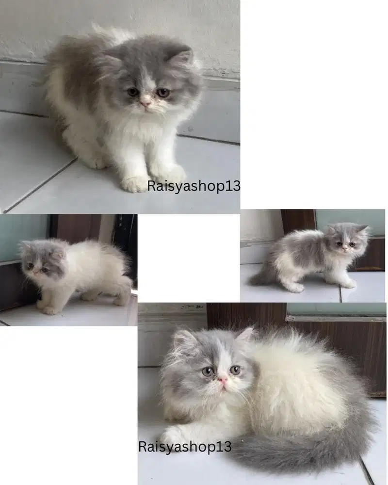 Kitten Persia Putih Abu-abu