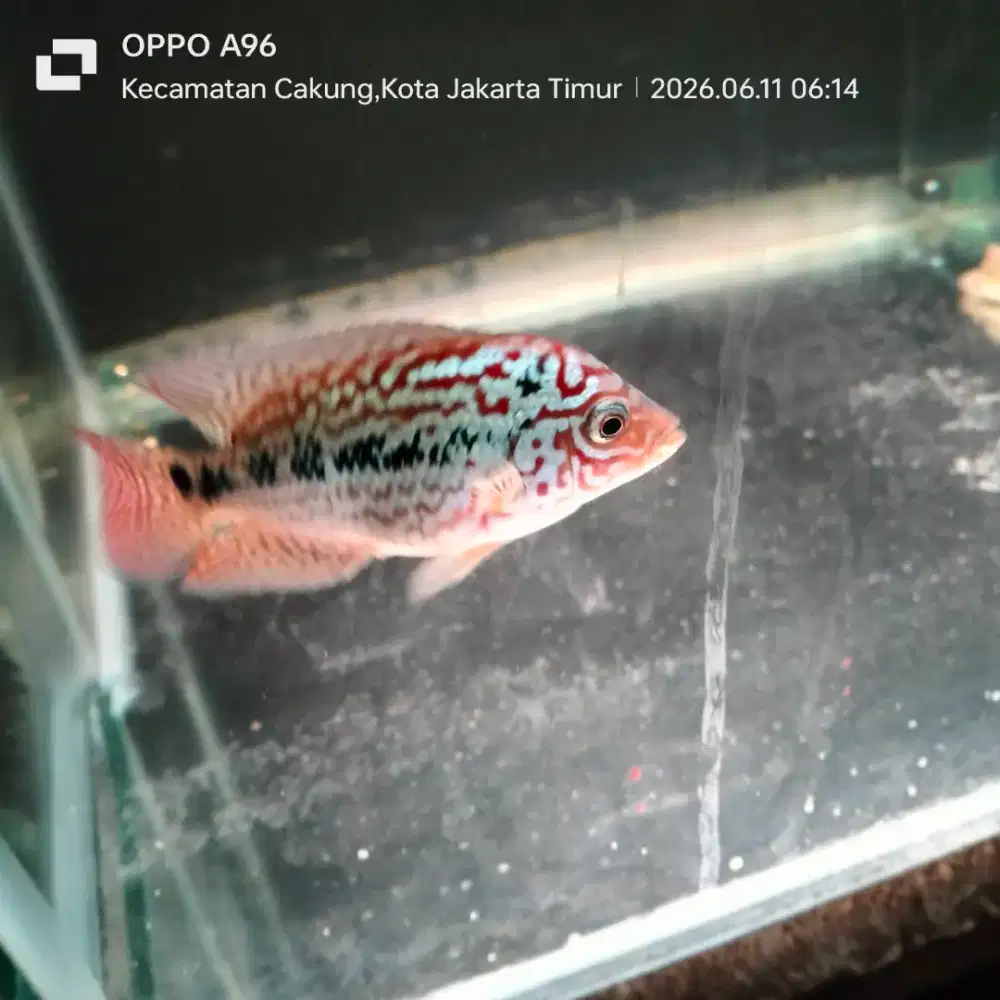 Louhan Kamfa F2 ORI Thailand