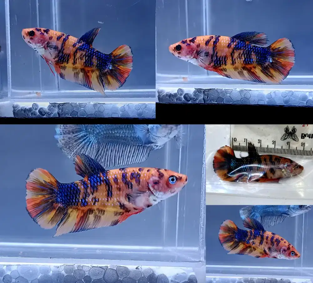 ikan cupang betina giant multi metalik