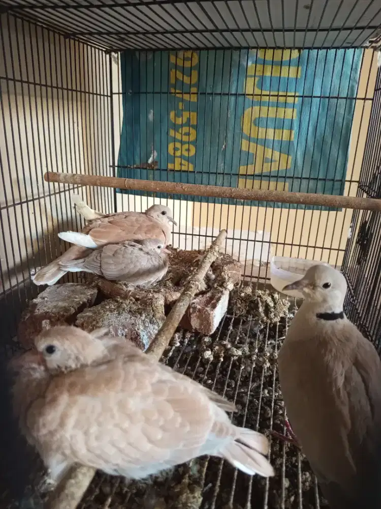 Indukan lokal produk bw anak 2