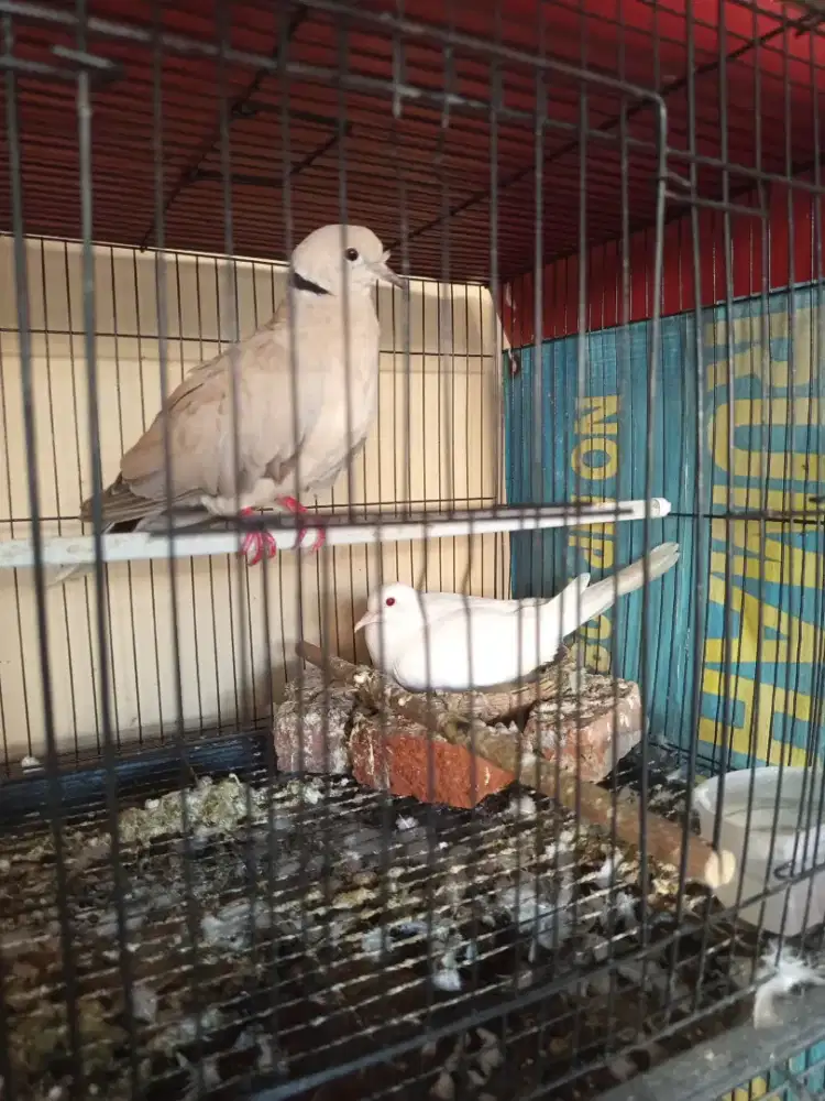 Puter sepasang produk