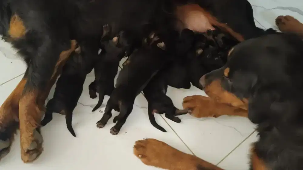 Rottweiler puppies