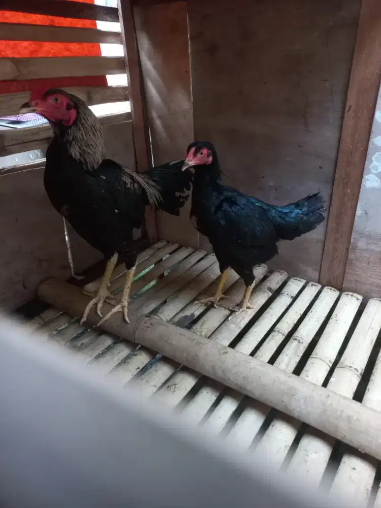 Ayam sepasang bangkok mangon & Birma telor ijo