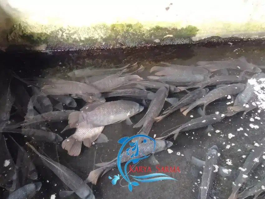 Ikan Gurami / Ikan Gurame Konsumsi (Siap Makan)