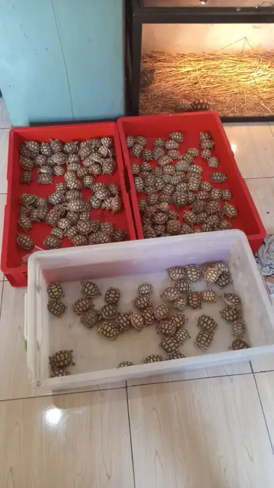 Kura kura sulcata