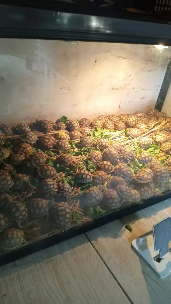 Kura sulcata baby