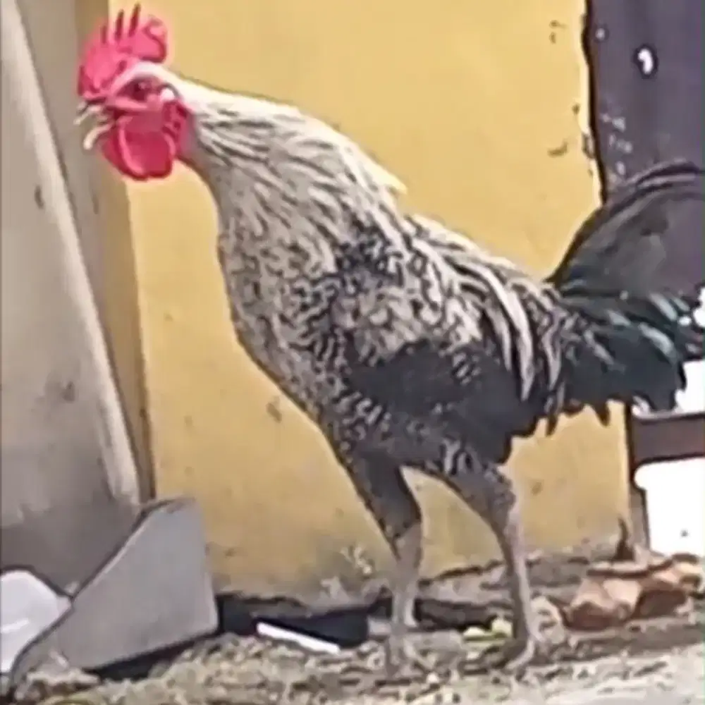 Ayam Arab Pejantan