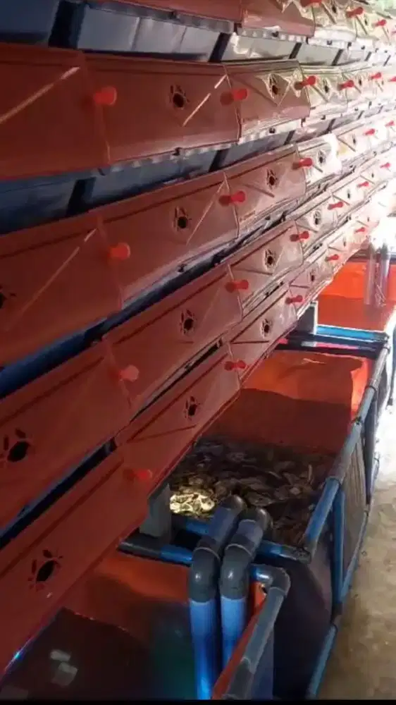 Bok kepiting (Vertikal Crab House)