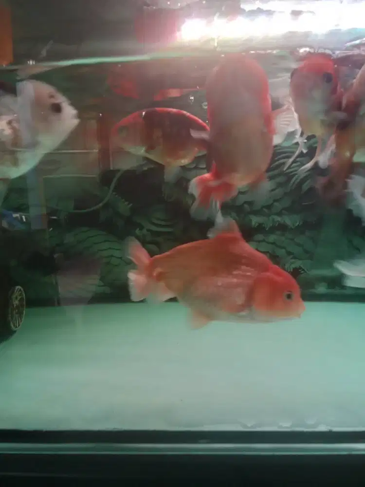 JUAL IKAN JENIS KOKI