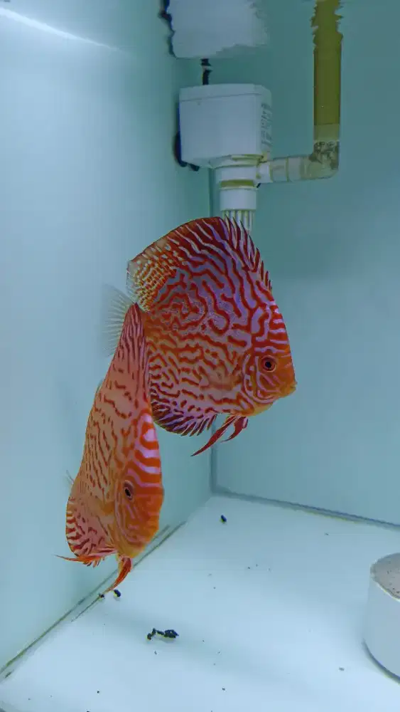 Ikan hias discus diskus red pigeon pair comtank sepasang ikan muda ckp