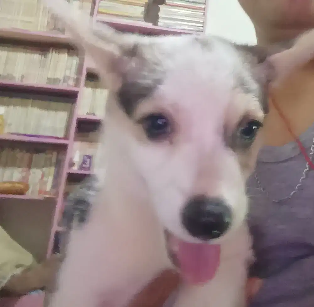 Corgie 4bln betina