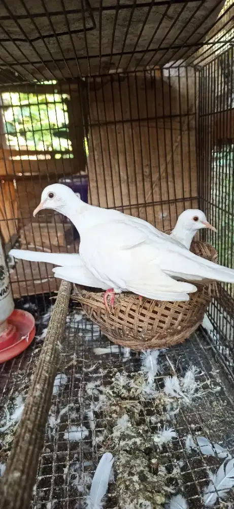 sepasang pelung putih