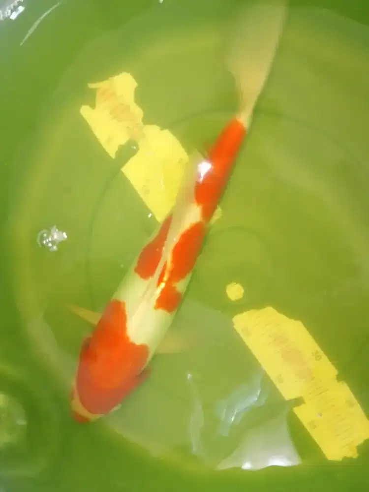 Ikan koi jenis Kohaku Doitsu 37cm