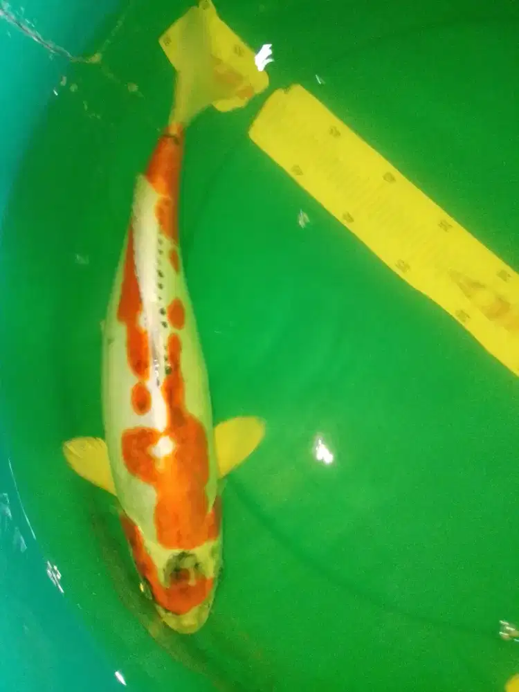 Ikan koi Kikokuryu 42cm bagus
