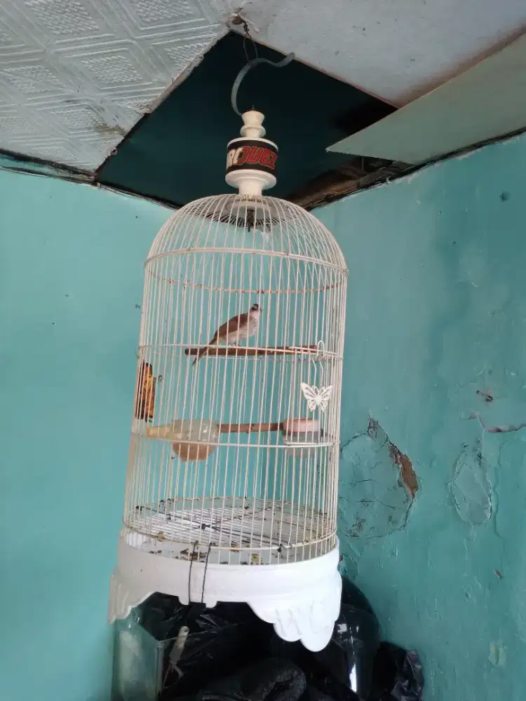 Burung cerukcuk anakan  fullset