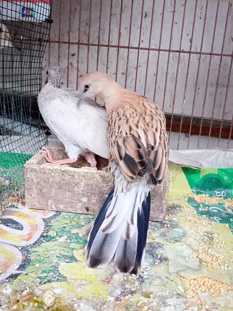 Tekukur Warna leo pard merah dan silver kalung hitam