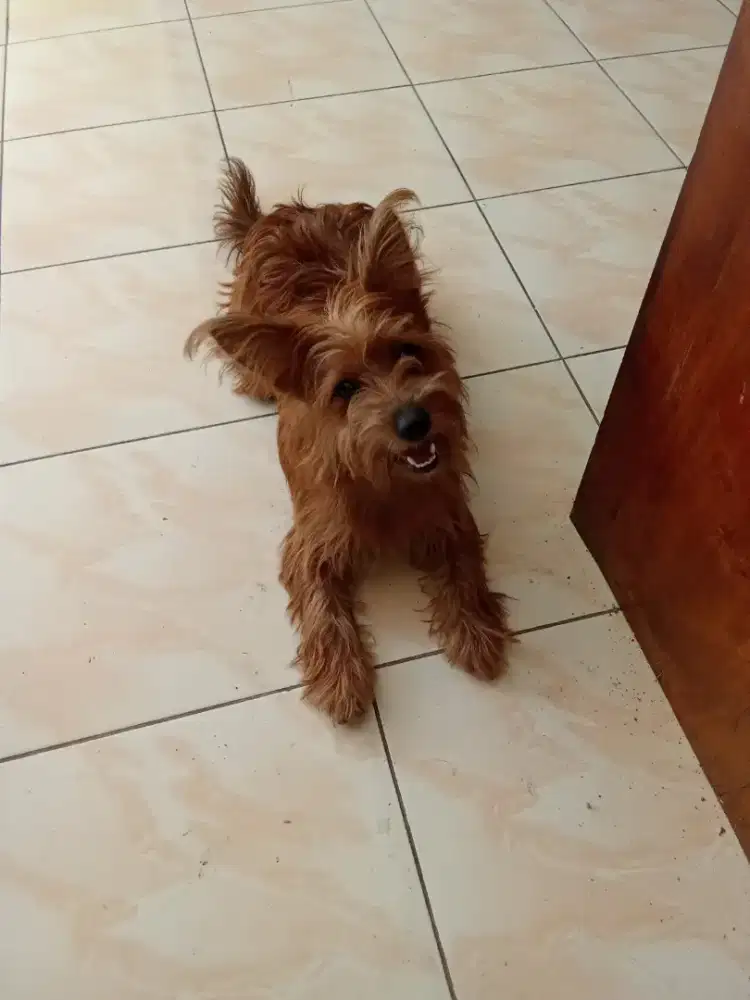 Doggy 11 bln Betina