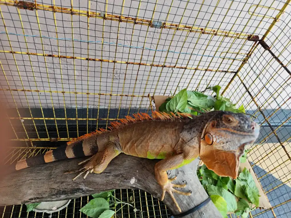 Iguana Red 16 bln