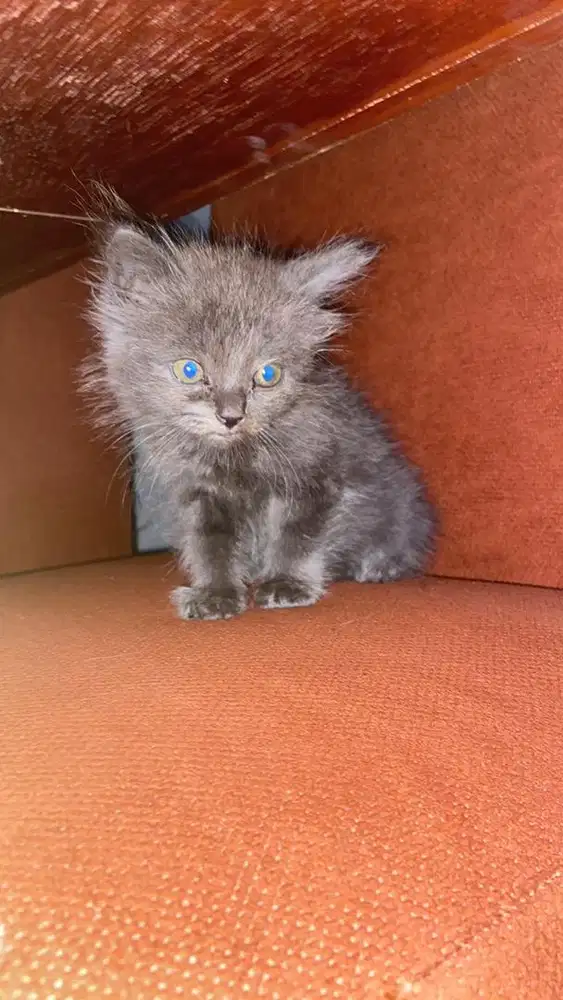 Kitten persmed betina