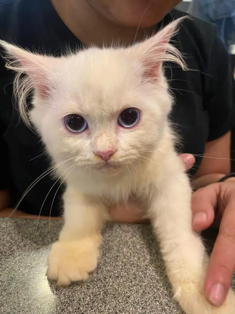 Kucing persia x anggora