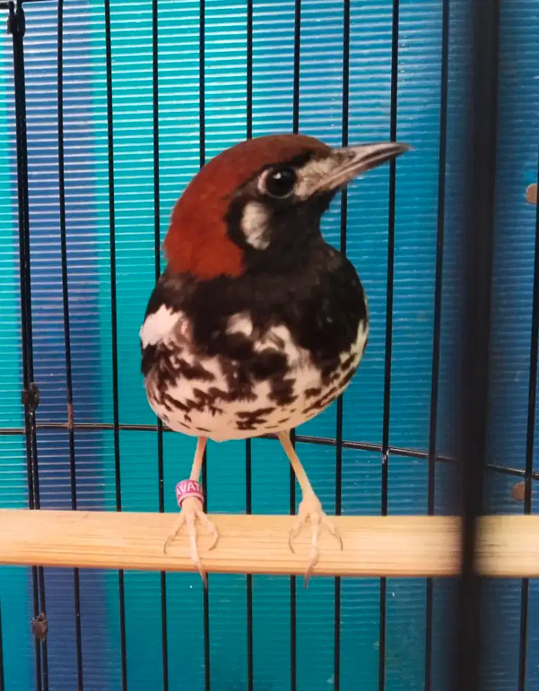 Burung anis kembang jantan mulus, kenari gacor / jalak suren / falk