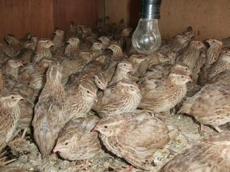 Dijual Puyuh Afkir Sehat, Stok Banyak
